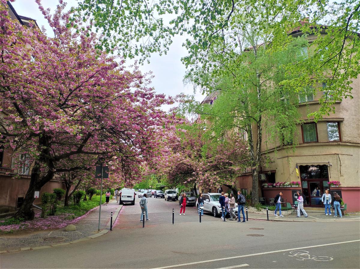 5 идей для весеннего путешествия на выходные по Украине: от сакур до Шевченко