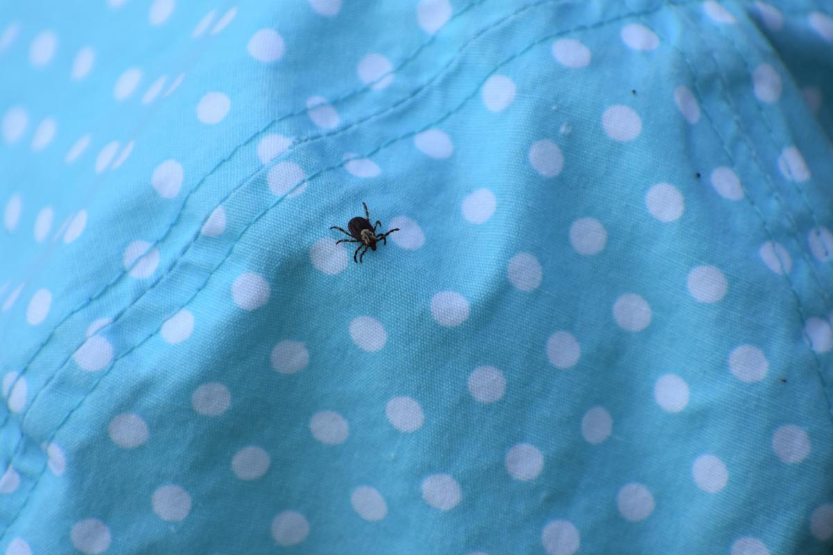 Кліщі дуже небезпечні для людей / фото flickr.com/shock399