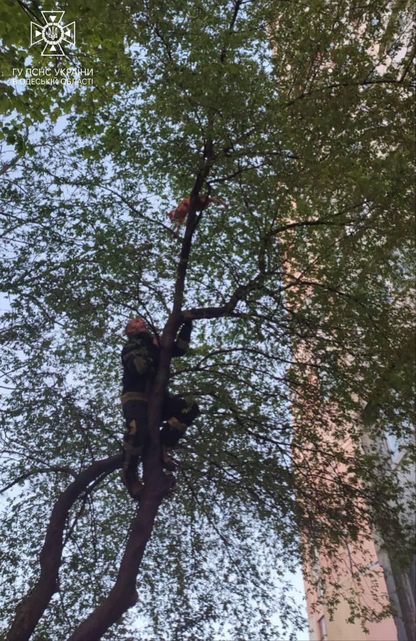Й тварину, й жінку зняли з дерева рятувальники / фото ГУ ДСНС