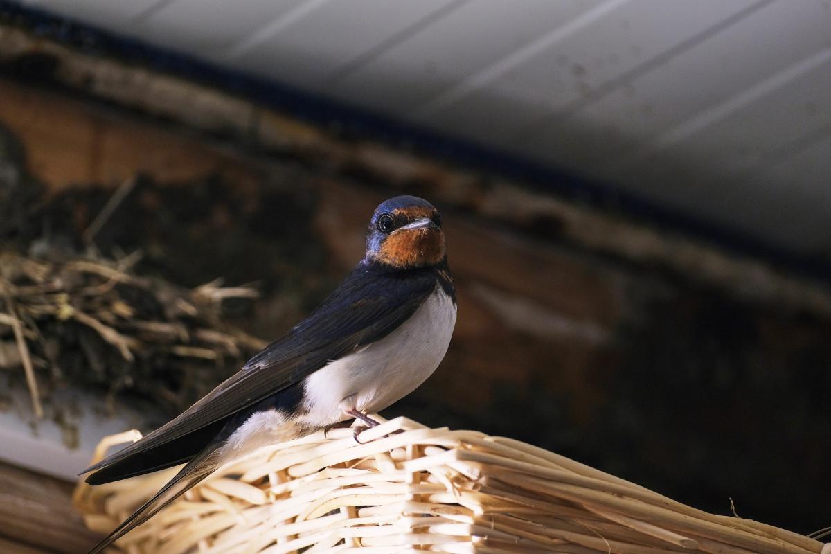 Интересные птицы массово улетают из Одесской области / pixabay.com Интересные птицы массово улетают из Одесской области / pixabay.com