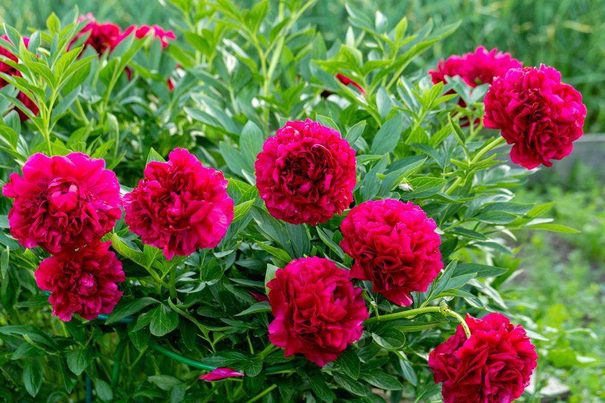 Сфото ua.depositphotos.com Сфото ua.depositphotos.com