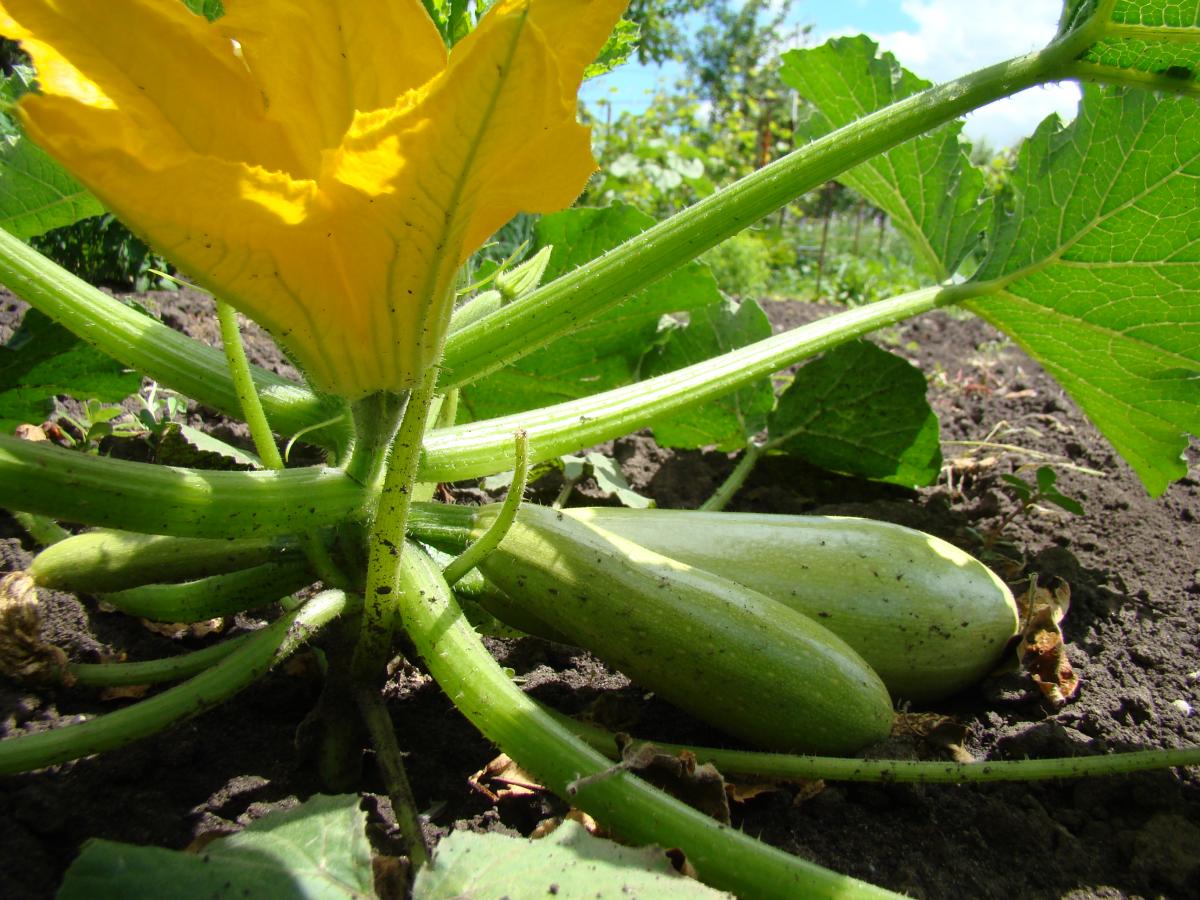 Кабачки порадують урожаєм / фото ua.depositphotos.com Кабачки порадують урожаєм / фото ua.depositphotos.com