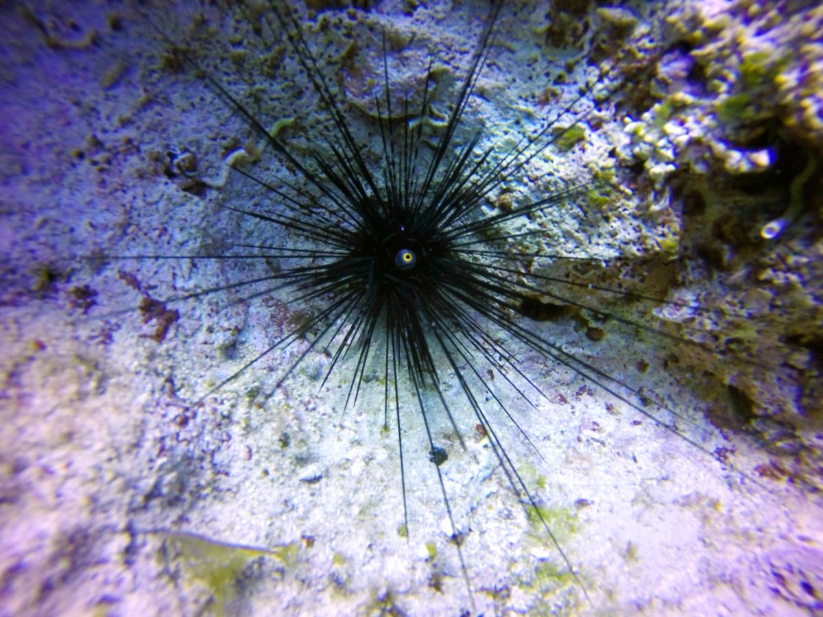 Diadema setosum - black sea urchin with long spines / photo ua.depositphotos.com