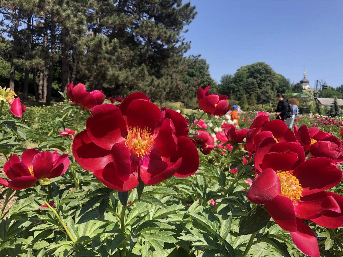В киевском ботсаду Гришко массово зацвели пионы / фото facebook.com/nbg.kiev.ua В киевском ботсаду Гришко массово зацвели пионы / фото facebook.com/nbg.kiev.ua