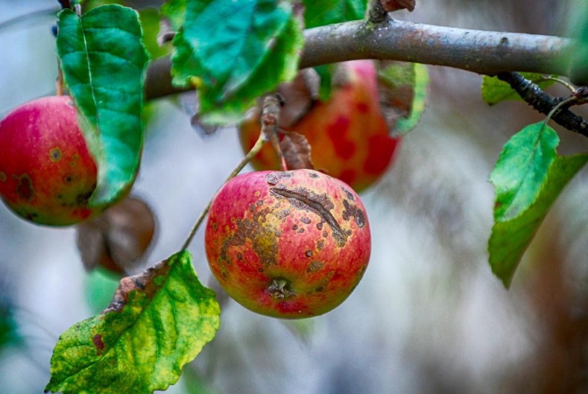 Что такое парша на яблоне и груше?