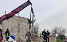 Жив у тісноті та нечистотах: у передмісті Одеси породистого коня заморили голодом (фото)