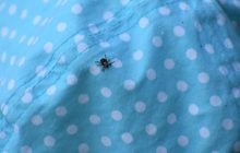 Что делать в случае укуса клеща: врач рассказала, как спасаться