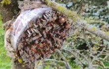 Розкидані серед лісу: ЗСУ попередили про "новітні" саморобні бомби росіян (відео)