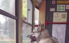 Хвостатий "безквитковий": в одеському трамваї катається незвичайний пасажир (відео)