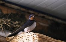 Интересные птицы массово улетают с юга: ученый раскрыл причину