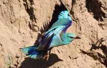 Заворожують забарвленням: на Одещину з Африки прилетіли рідкісні птахи (фото)