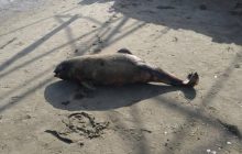 Окупанти нищать екосистему: Маріуполь перетворюється на місто мертвих дельфінів (фото)