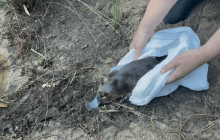 Большинство никогда не видели это животное: редкий вид вернули в австралийский нацпарк