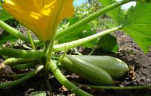 Кабачки будуть плодоносити до самих заморозків: 3 народні підживлення від досвідчених городників