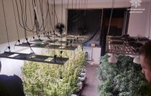 Доигрался: у одессита, угрожавшего людям игрушечным пистолетом, нашли плантацию конопли