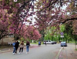 5 идей для весеннего путешествия на выходные по Украине: от сакур до Шевченко