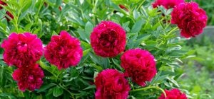 Чи потрібно обрізати півонії взимку: садівники порадили, як краще