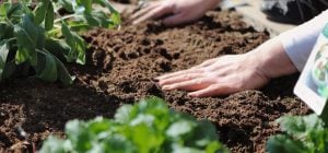 Картон кладуть на грядки восени і забувають про бур’яни аж до наступного року