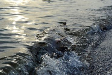 Массовая гибель животных: российский экоцид в Украине заинтересовал западные СМИ