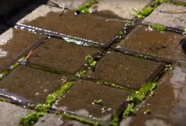 Как избавиться от мха: бабушкин метод