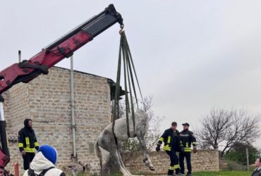 Жив у тісноті та нечистотах: у передмісті Одеси породистого коня заморили голодом (фото)