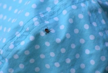 Що робити в разі укусу кліща: лікарка розповіла, як рятуватися