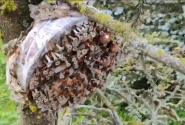 Розкидані серед лісу: ЗСУ попередили про новітні саморобні бомби росіян (відео)