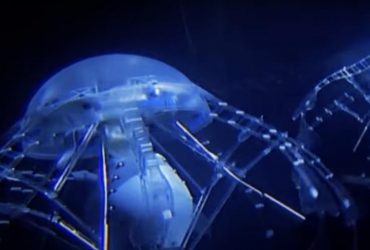 Уникальная медуза будет очищать от мусора дно Мирового океана (видео)