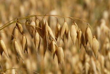 Дієтологи розкрили суперпродукт, який допоможе вам схуднути