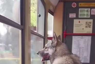 Хвостатий безквитковий: в одеському трамваї катається незвичайний пасажир (відео)