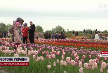 Праздник тюльпанов на Киевщине поражает красотой