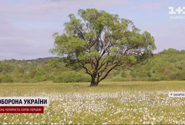 Тижневий сезон відкрито: долина нарцисів на Закарпатті