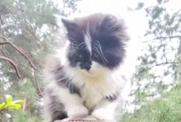 Українців вразило кошеня-головнокомандувач бійця ЗСУ (відео)