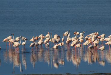 На Одещині надовго затримались рідкісні рожеві птахи (фото, відео)
