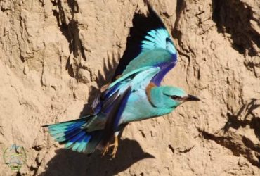 Завораживают окраской: в Одесскую область из Африки прилетели редкие птицы (фото)