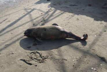 Оккупанты уничтожают экосистему: Мариуполь превращается в город мертвых дельфинов (фото)