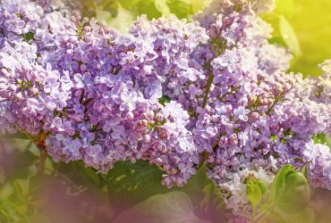 Почему нельзя срывать сирень: многие даже не догадываются