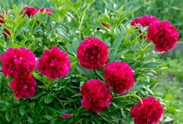 Соседи обзавидуются: чем подкормить пионы для пышного цветения