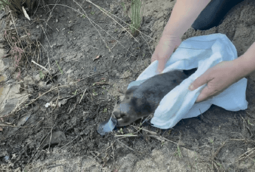 Більшість ніколи не бачили цю тварину: рідкісний вид повернули до австралійського нацпарку