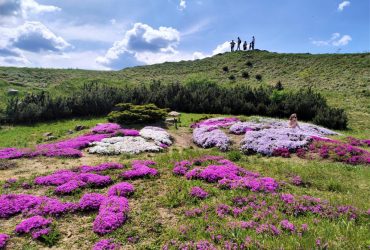 Ботанический сад Киева на грани гибели из-за ударов РФ по энергетике, - Guardian