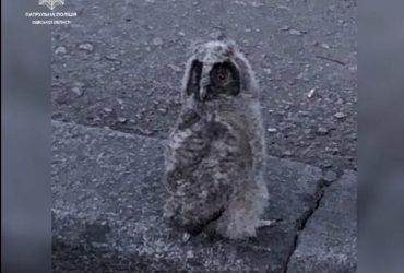 Врятувати Мавіка: до Одеси із Херсона передали пухнастого рядового