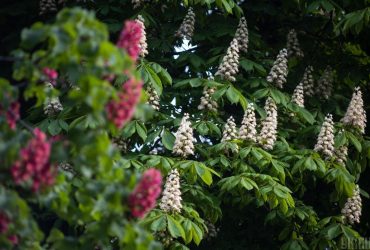 Сегодня в Киеве будет сухо, но без особого тепла