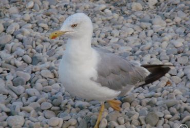 В Чернобыльской зоне заметили новую птицу из Средиземноморья (фото)