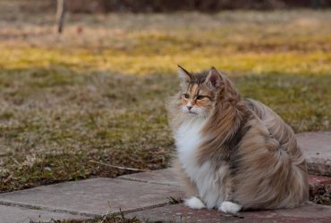 Вріже аж до +20°, але є неприємний нюанс: синоптикиня Діденко про погоду 1 листопада