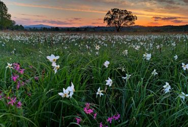 На Закарпатье расцвела известная долина нарциссов (фоторепортаж)