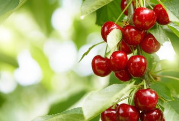 Можно ли есть черешню с червями и как от них избавиться: три надежных метода