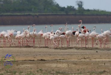 В Одесской области впервые начали гнездиться редкостные фениксы: людей просят не приближаться (фото)