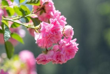 Как лечить розы без химии: народные средства от тли, ржавчины и других напастей