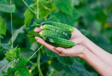 Подкормите этим огурцы: урожай будет бомбическим