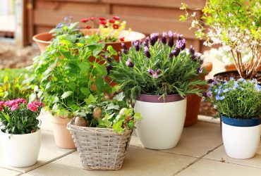 Полейте этой волшебной водой цветы: они удивят вас своей красотой